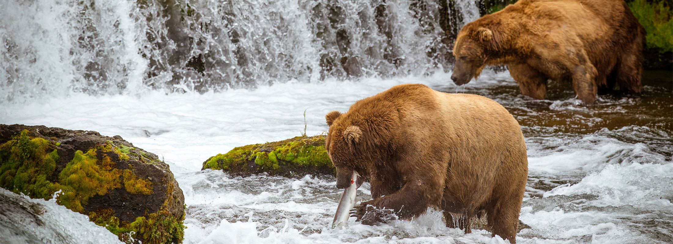 Two brown bears fish for salmon in a river at the base of a small waterfall